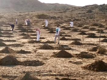 بيئة مكة : زراعة 4500 شتلة بمنتزه الطائف الوطني