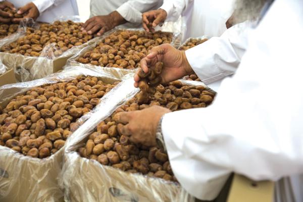 «ويا التمر أحلى» ينطلق وسط قلعة الأحساء الثراثية.. الخميس