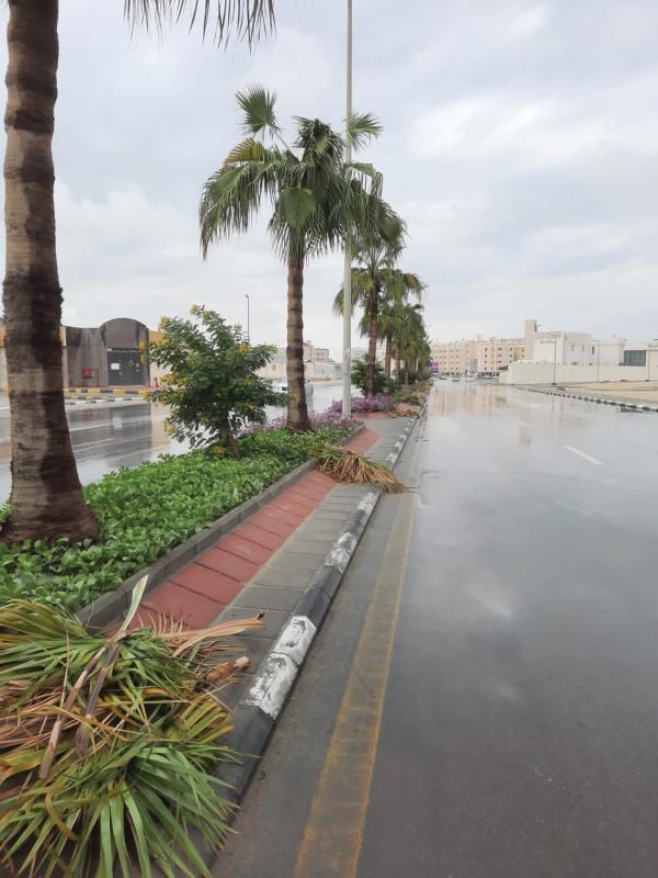 تكريب النخيل وغرس الشجيرات في شوارع الدمام