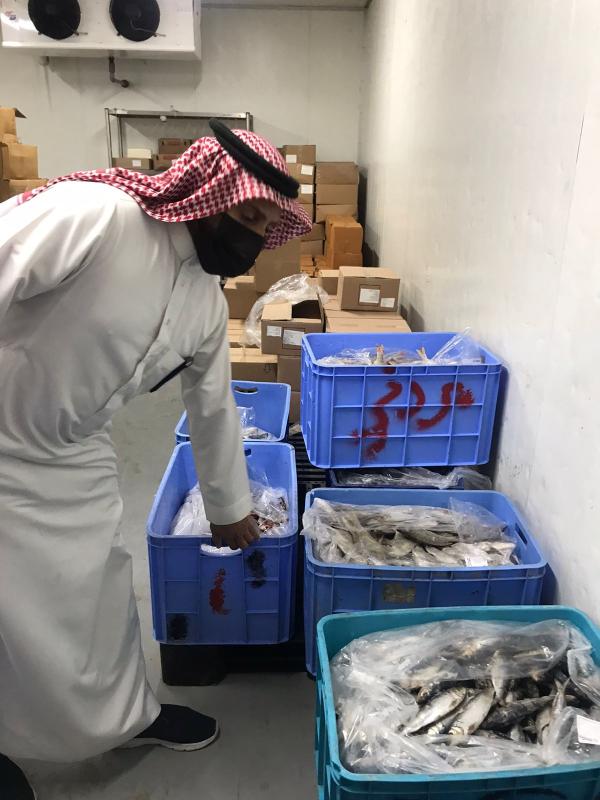 مصادرة نصف طن «أسماك فاسدة» بالجبيل