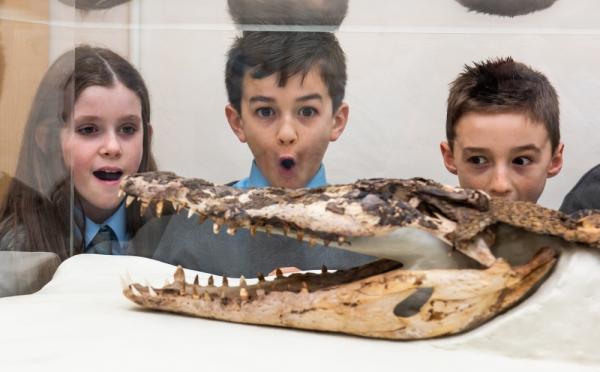 عرض تمساح عمره 120 عاما عُثر عليه تحت مدرسة ببريطانيا
