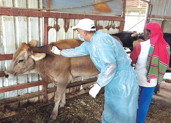 مليون جرعة تحصين ضد الحمى القلاعية