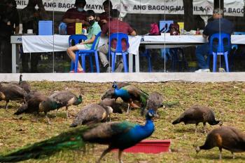 بالصور.. الفلبينيون يتلقون اللقاح وسط الاستمتاع بمشاهدة الحيوانات