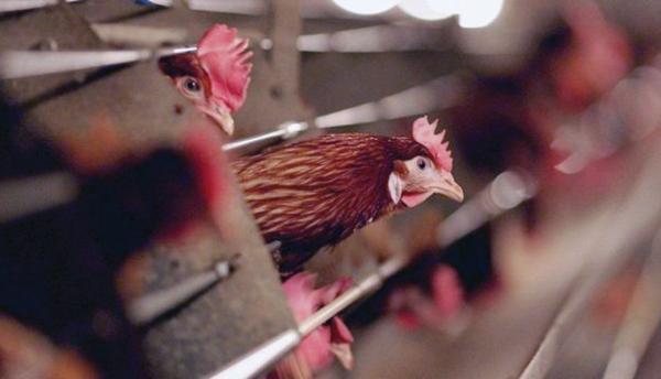 ذبح 427 ألف دجاجة في كوريا الجنوبية لمواجهة إنفلونزا الطيور