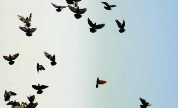 السماء تمطر «شحرور» الرأس الأصفر