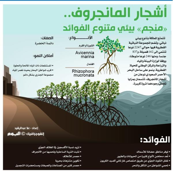 أشجار المانجروف.. «منجم» بيئي متنوع الفوائد