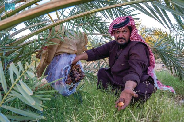 «المجرش» رمز الضيافة وإكرام الزوار بالجوف