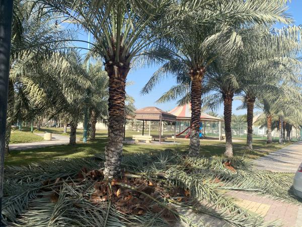 صيانة 1440 شجرة نخيل في شهر