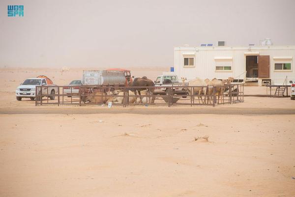 أمير القصيم يوجه بإعداد روزنامة سنوية لمزادات الإبل بالمنطقة