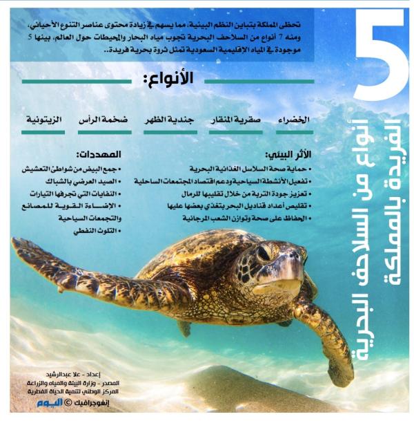 5 أنواع من السلاحف البحرية الفريدة بالمملكة