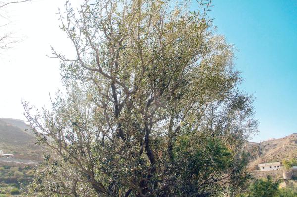 «العتم».. شجرة متعددة المنافع والاستخدامات لسكان ميسان