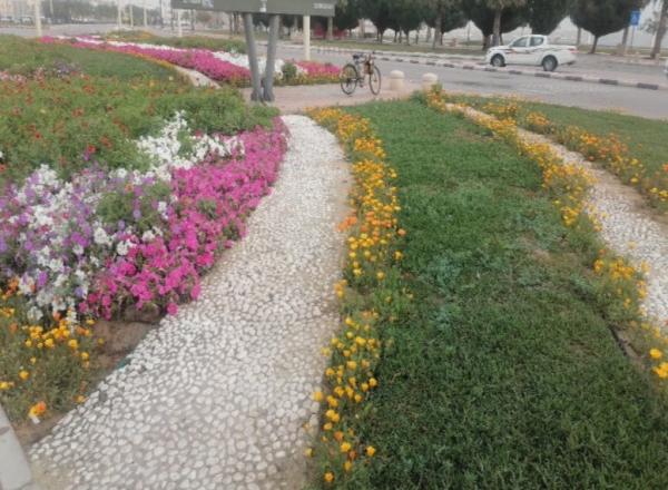 زراعة 23 ألف زهرة بحدائق الدمام
