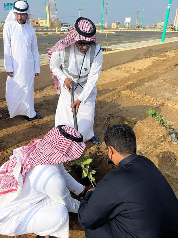 400 شتلة بالممشى البحري الجنوبي بمركز الشقيق