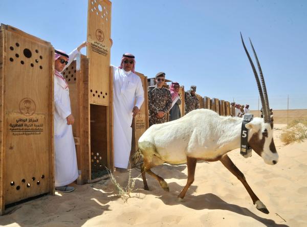 اطلاق 82 كائنًا فطريًا في الغراميل ووادي نخلة بالعلا
