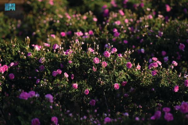 «الإمبيق».. أداة عصرية لاستخراج رحيق الزهور من الورد الطائفي