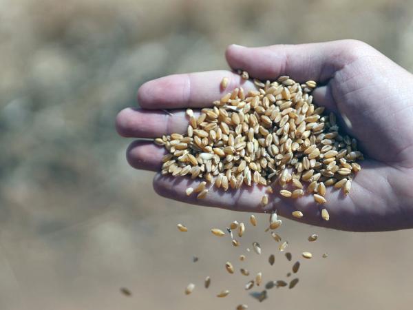 «العامة للحبوب» تطرح مناقصة لاستيراد 355 ألف طن قمح