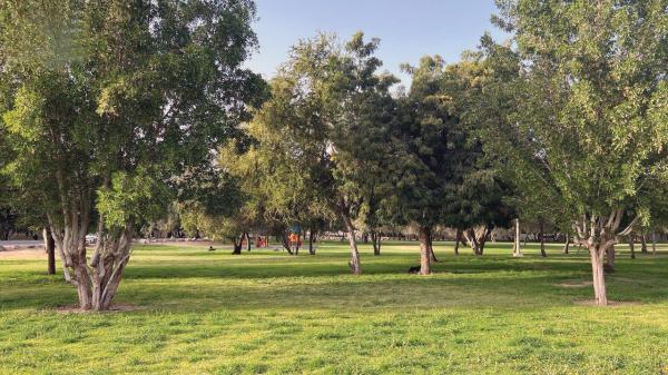 إطلاق مشروع «صيانة المسطحات الخضراء» بالأحساء