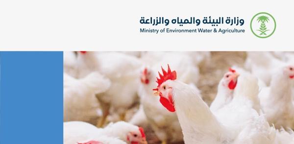 275 ترخيصًا لمشاريع إنتاج وتربية الدواجن خلال 2021