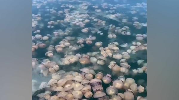قناديل البحر تغزو ميناء تريستا الإيطالي