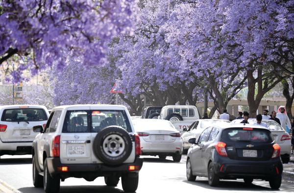 أبها تزدان جمالا بـ«الجاكرندا» في شارع الفن