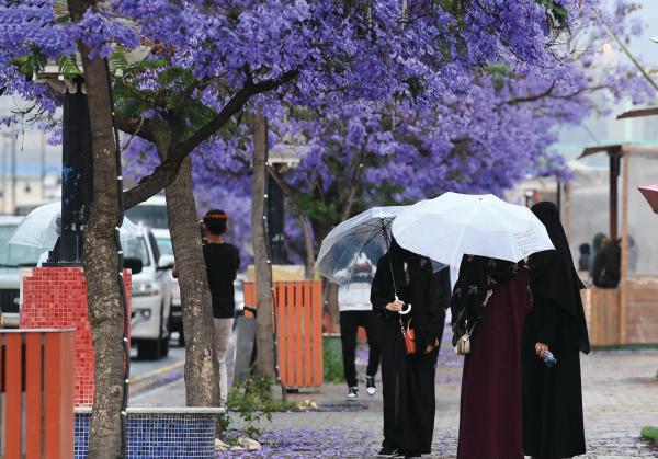 أبها تزدان جمالا بـ«الجاكرندا» في شارع الفن