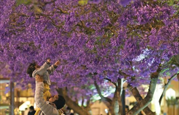 أبها تزدان جمالا بـ«الجاكرندا» في شارع الفن