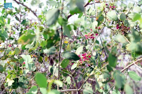 «الكباث»..فاكهة الصيف المفضلة لأهالي جازان