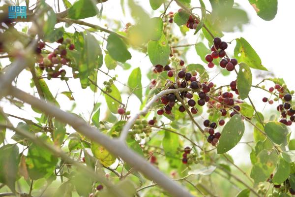 «الكباث»..فاكهة الصيف المفضلة لأهالي جازان