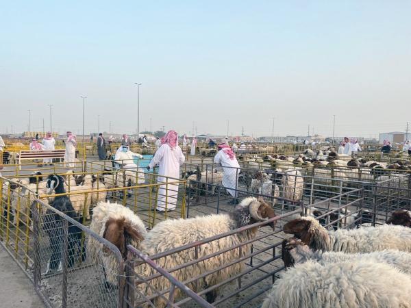 «الأسعار فلكية».. ركود بسوق مواشي حفر الباطن