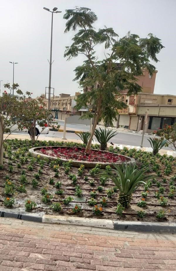 زراعة 100 ألف زهرة بالخفجي