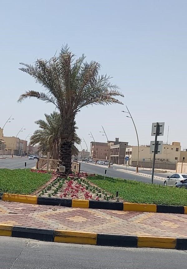زراعة 100 ألف زهرة بالخفجي