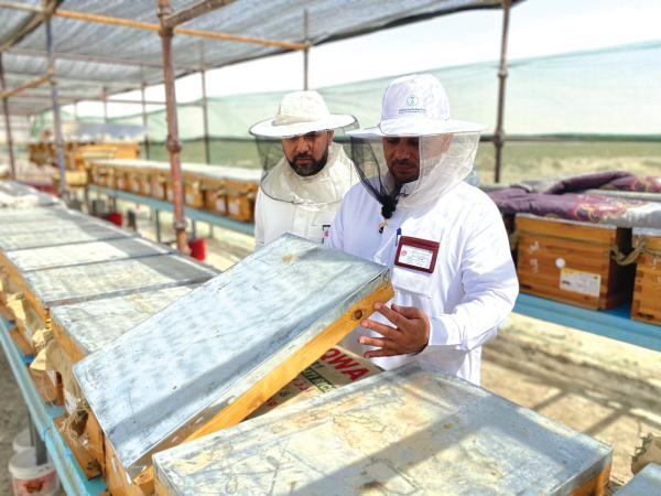 1500 خلية لإنتاج عسل المانجروف بالقطيف