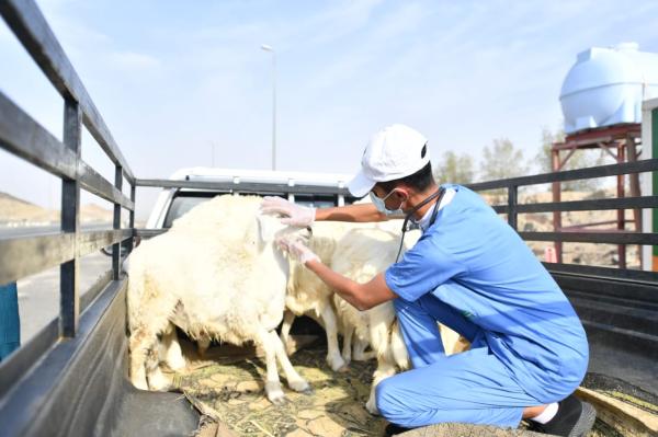 فسح 560 ألف رأس من الأغنام بميناء جدة