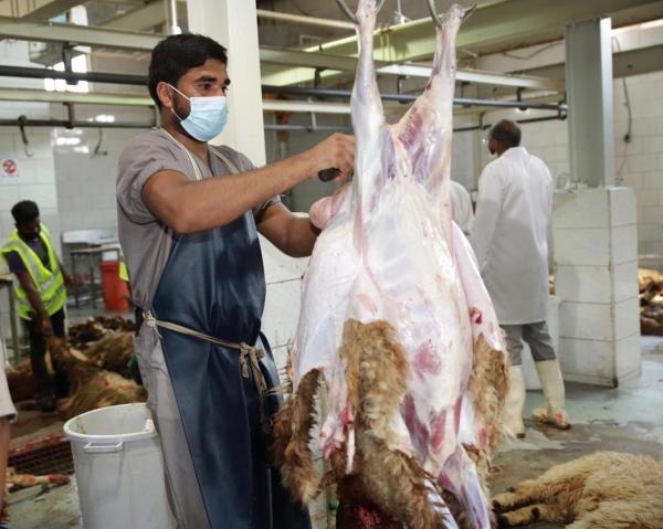 700 أضحية يوميا.. طاقة مسالخ «ملكية الجبيل»