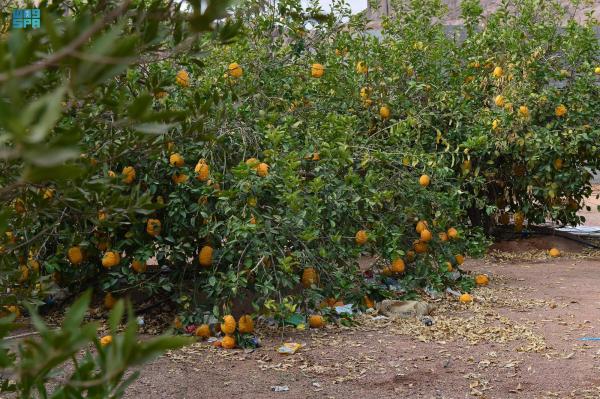 «قرية عقدة السياحية».. واحة متكاملة المعالم وسلة غذاء حائل