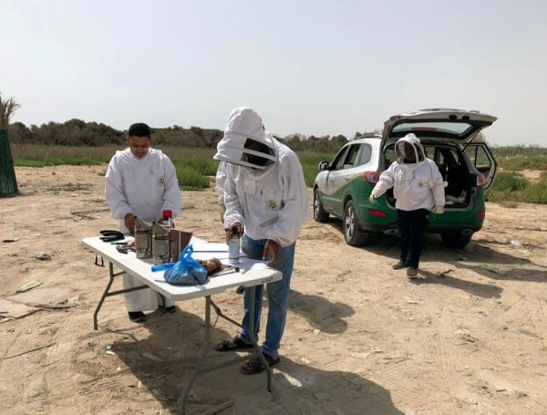 فريق عمل متخصص لفحص خلايا النحل بالقطيف