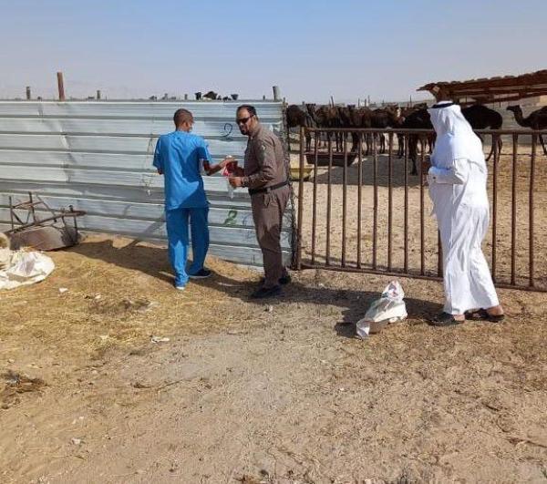 إزالة وإنذار 82 حظيرة عشوائية للإبل بالأحساء