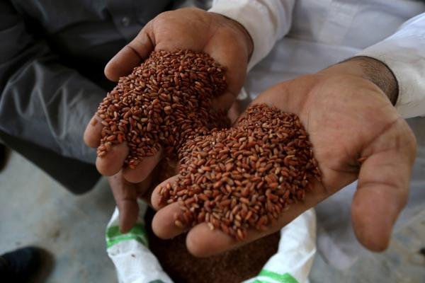 الأرز الحساوي..«ذهب أحمر» مهدد بالانقراض