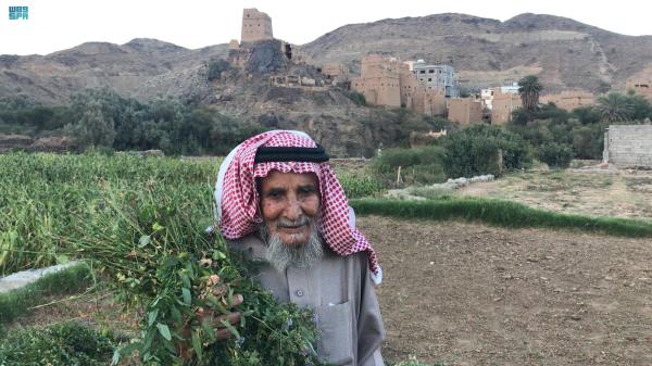 الوسائل القديمة تتصدر أساليب الزراعة العصرية بعسير