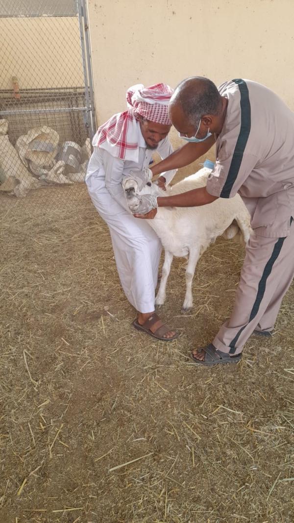 حملة للتعريف بطرق اختيار الأضحية في مكة