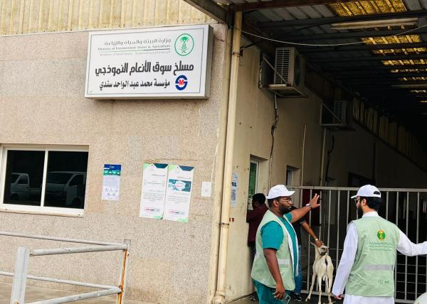 صور.. «البيئة» تؤكد جاهزية المسالخ لاستقبال الأضاحي بالطائف