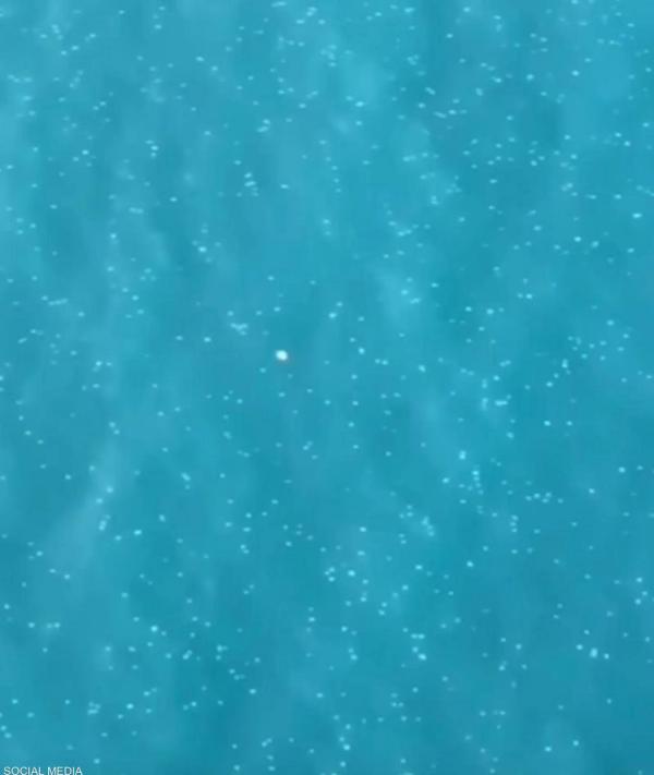 قناديل البحر البيضاء تغزو شواطئ لبنان