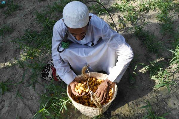 بواكير التمورتظهر في أسواق الأحساء