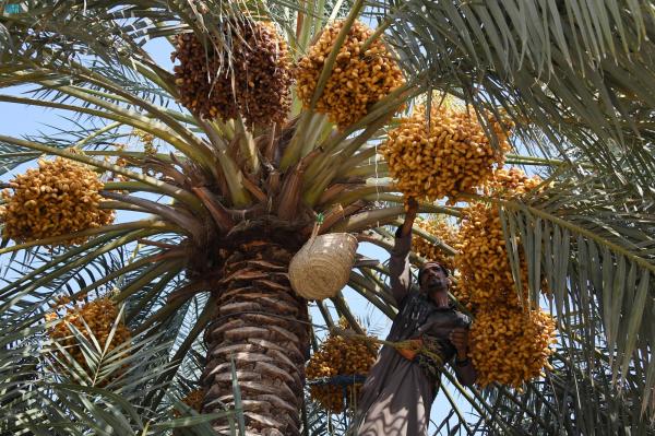 بواكير التمورتظهر في أسواق الأحساء