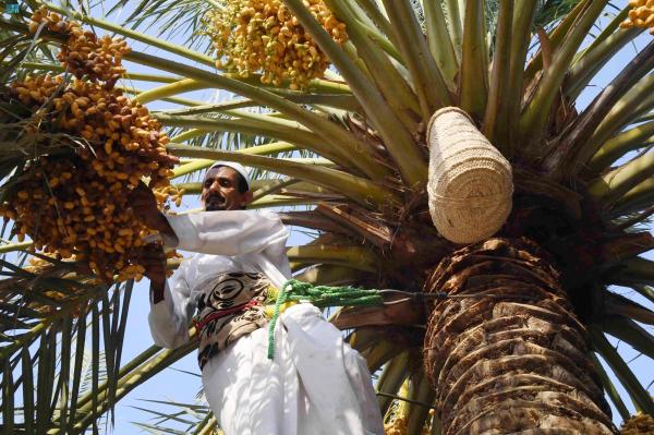 بواكير التمورتظهر في أسواق الأحساء