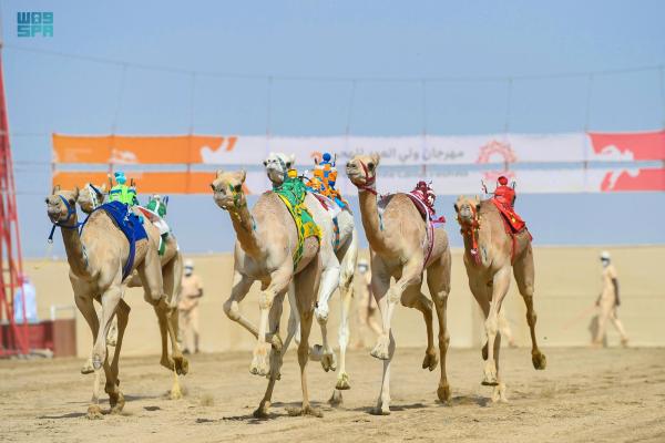 مهرجان ولي العهد للهجن.. أرقام قياسية وتراث وسياحة