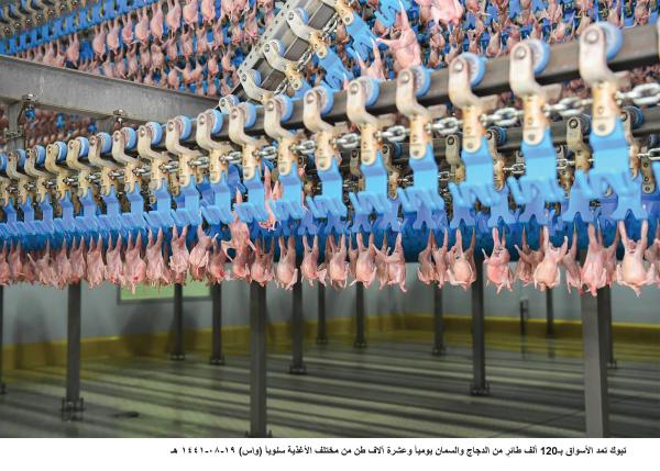 ارتفاع أسعار الدواجن عبء جديد على ميزانية الأسر