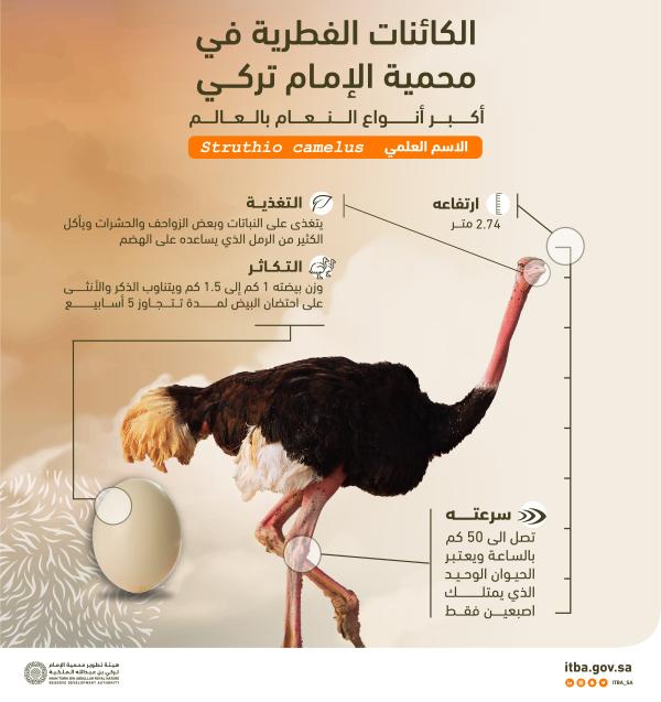 أكبر أنواع النعام بالعالم في محمية الإمام تركي بن عبدالله