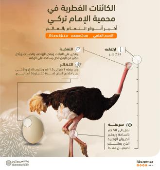 أكبر أنواع النعام بالعالم في محمية الإمام تركي بن عبدالله