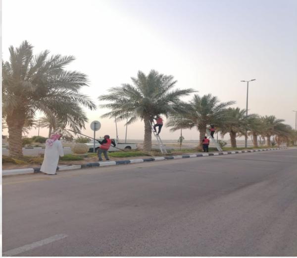 قص الأشجار والنخيل بجوف بني هاجر